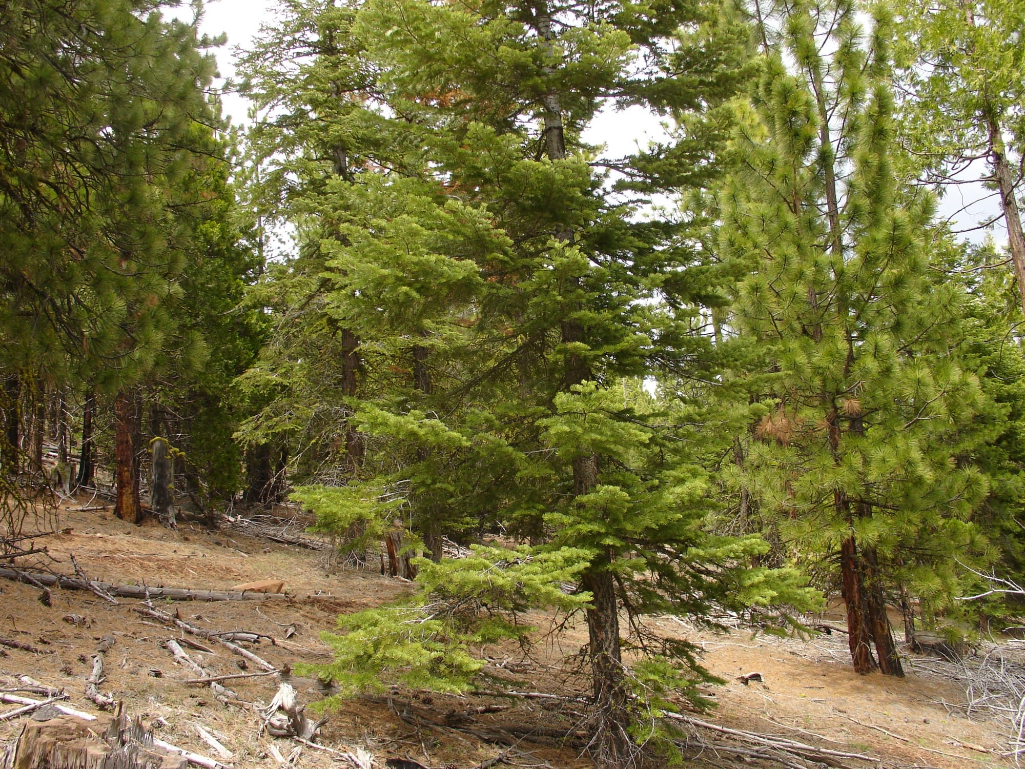 California Pines Tract 20 photo 2