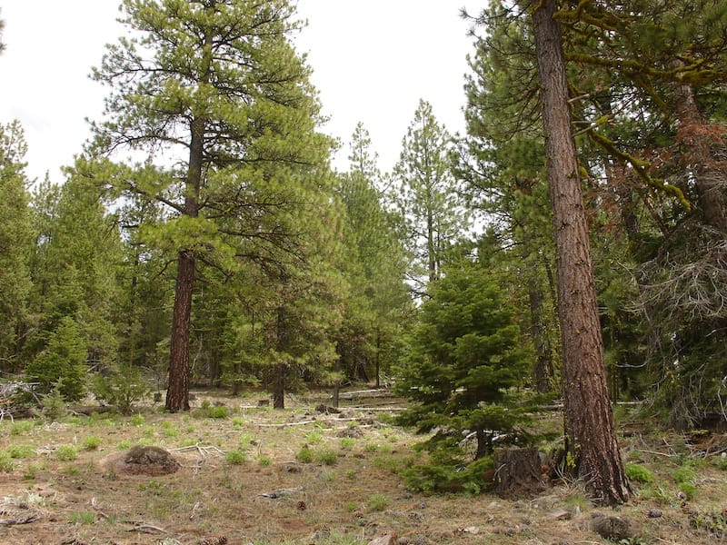 California Pines Tract 20 photo 4