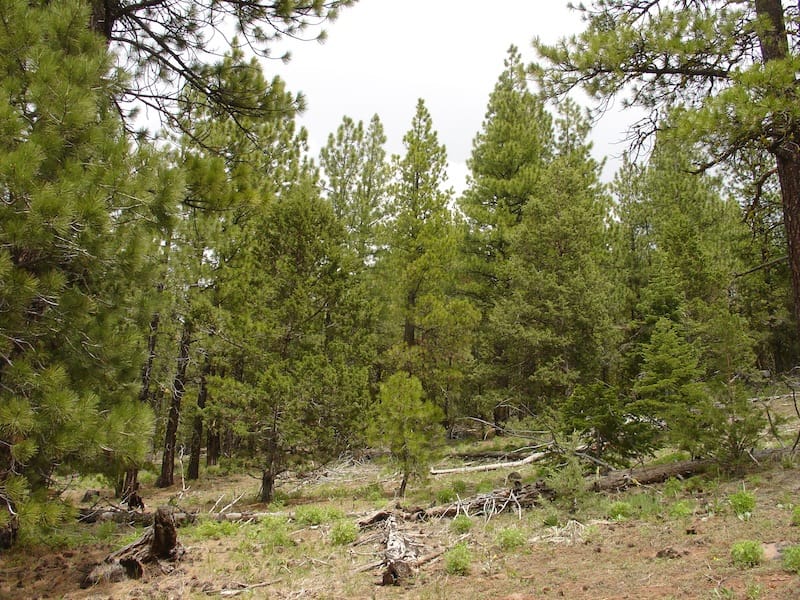 California Pines Tract 20 photo 5