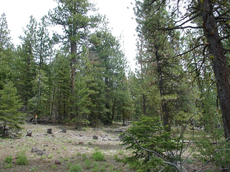 California Pines Tract 20 photo 7