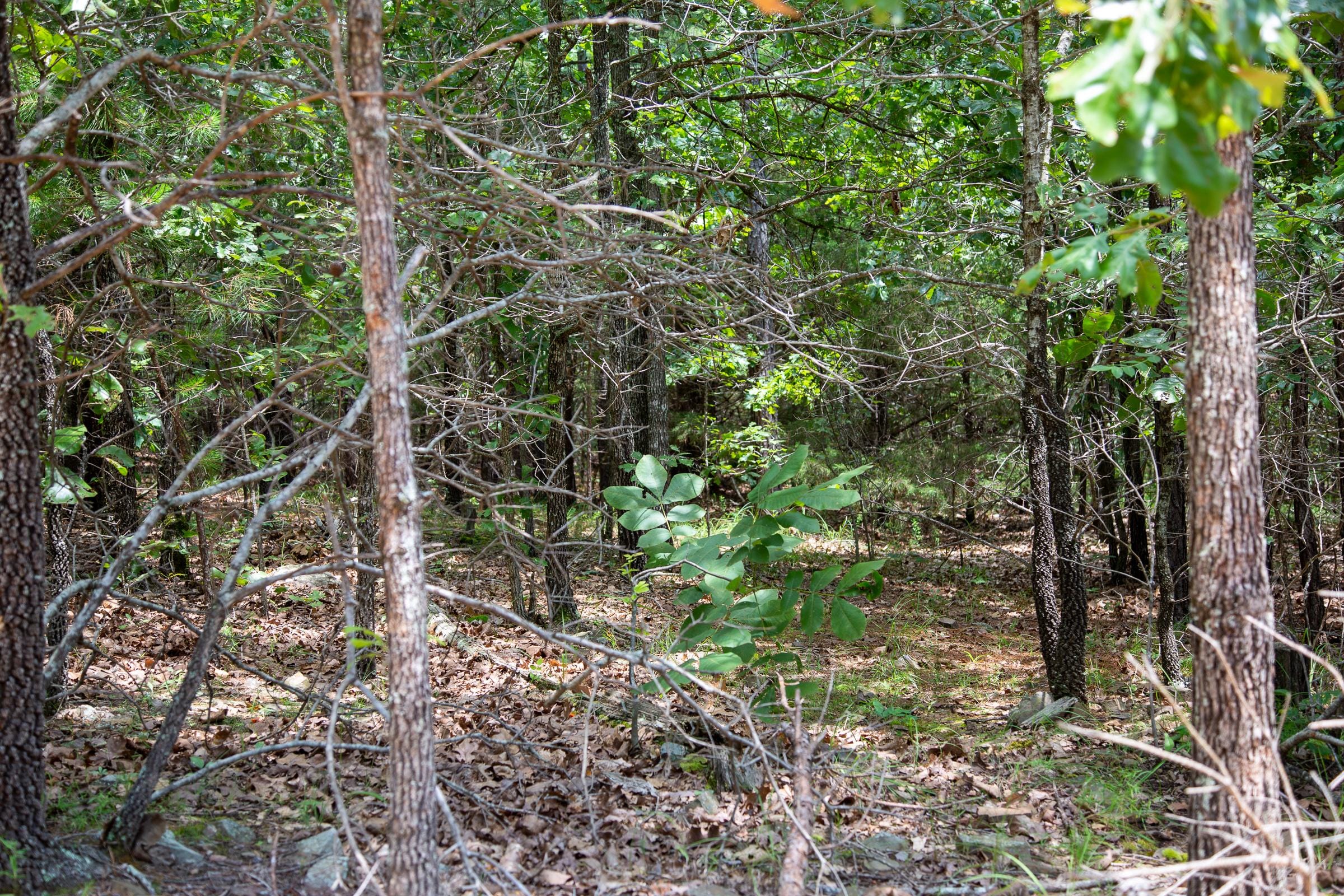 Tyler Stone Ranch Tract 44 photo 9