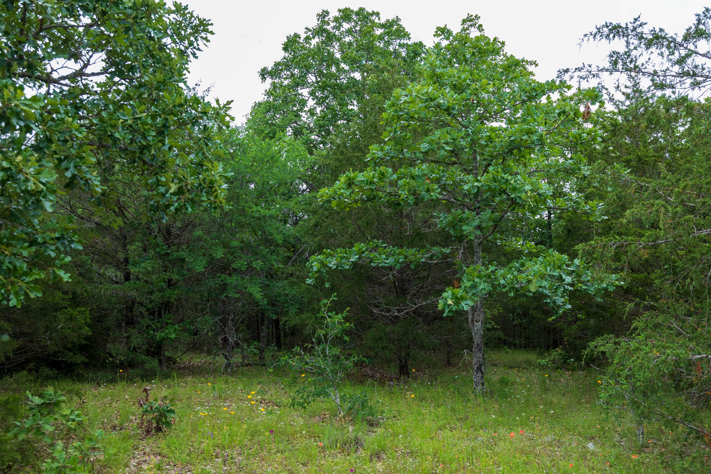 Falcon Crest Tract 30 photo 7