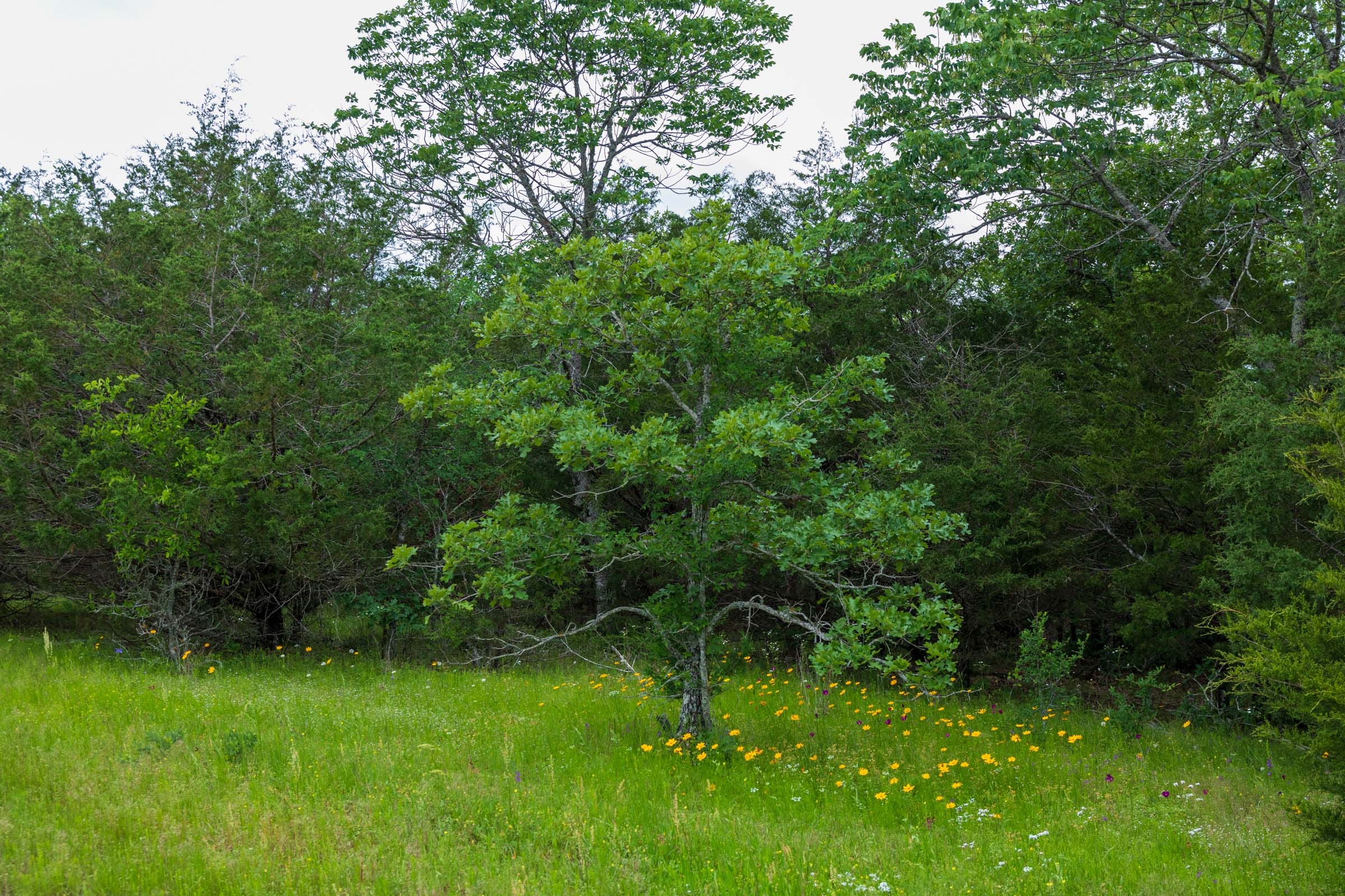 Falcon Crest Tract 30 photo 9