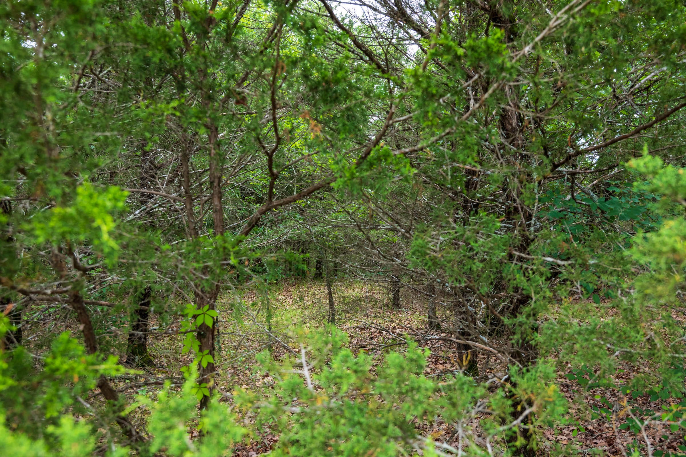 Falcon Crest Tract 30 photo 11