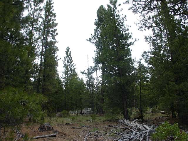 California Pines Tract 98 photo 2