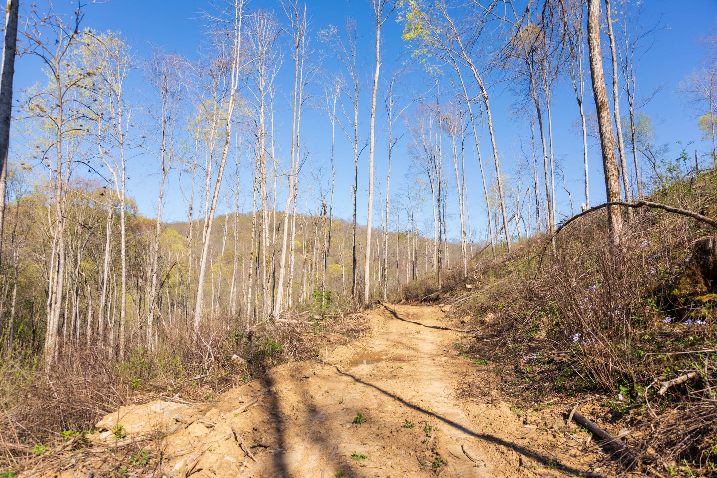 Creek Hollow Phase I Tract 35 photo 7
