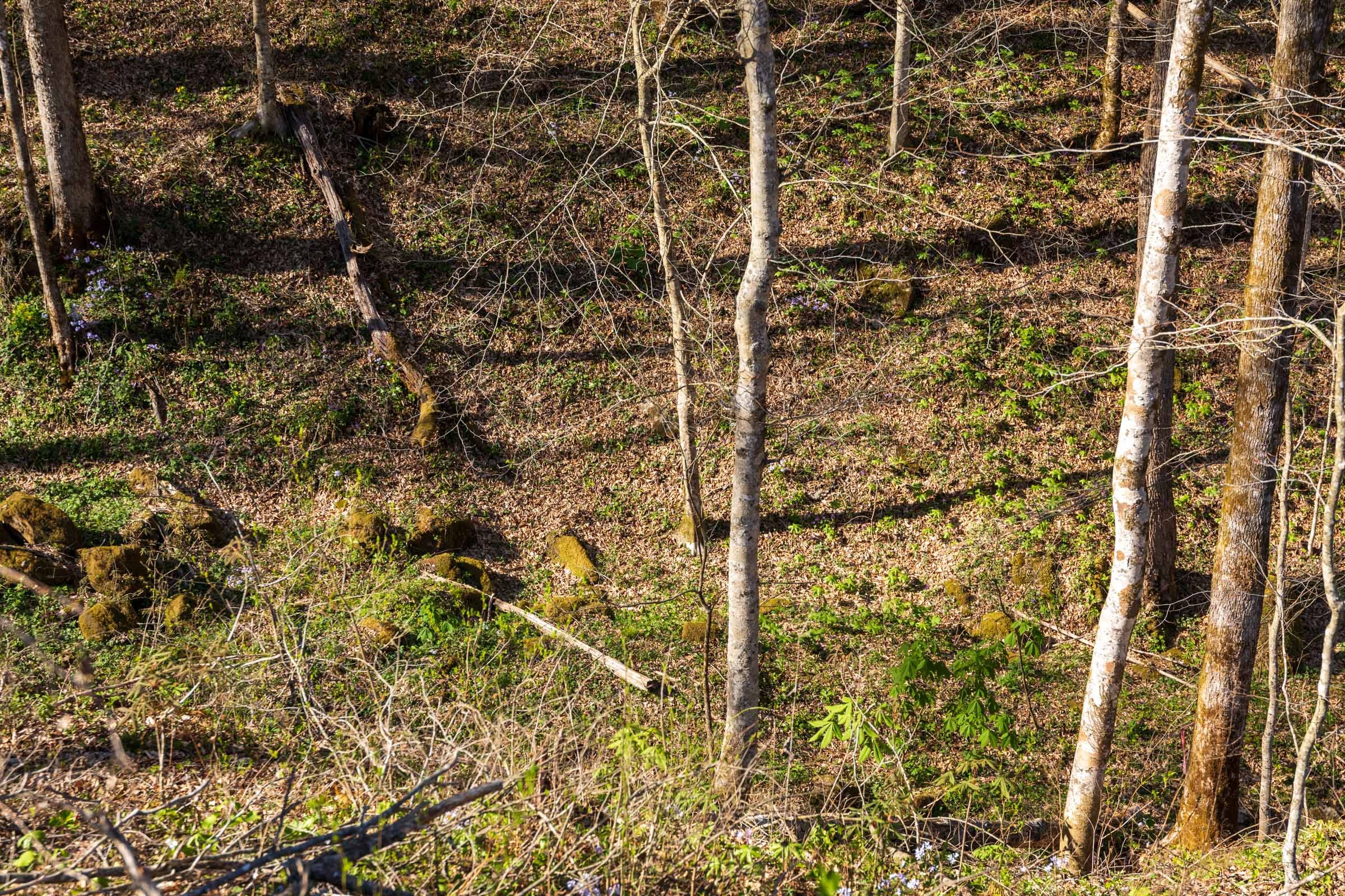 Creek Hollow Phase I Tract 35 photo 8