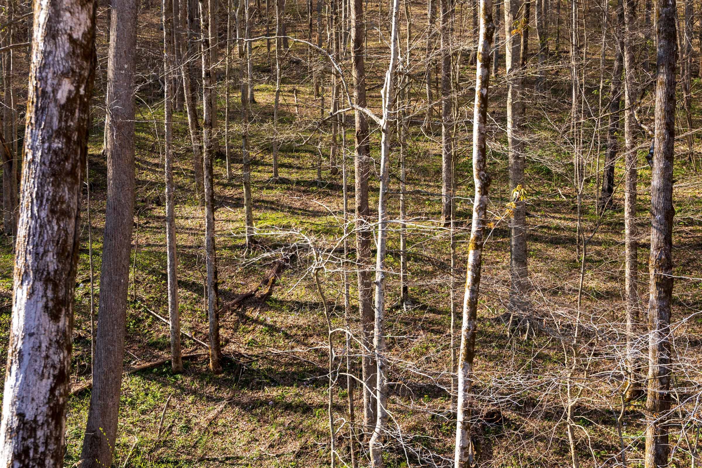 Creek Hollow Phase I Tract 35 photo 9