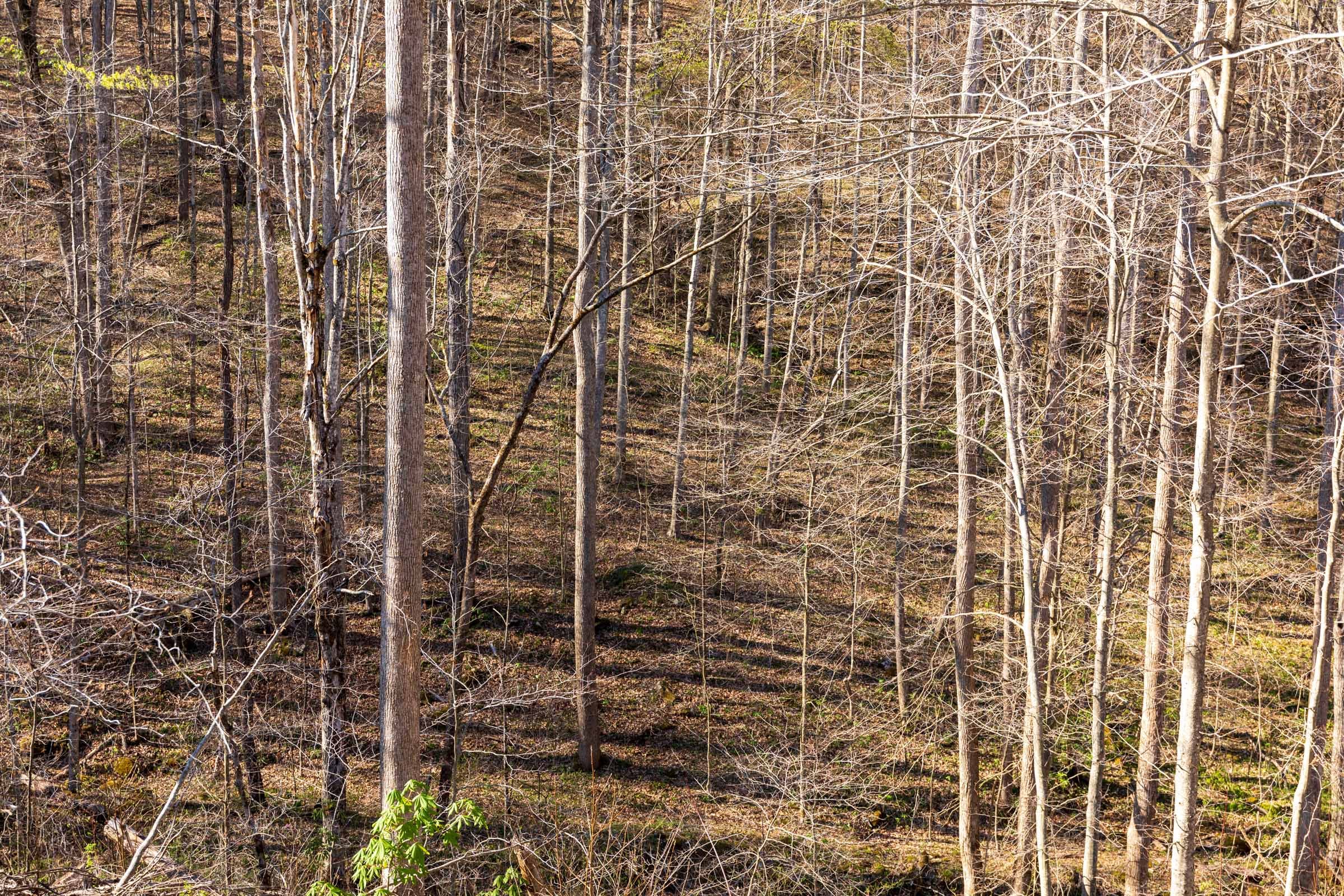 Creek Hollow Phase I Tract 35 photo 16
