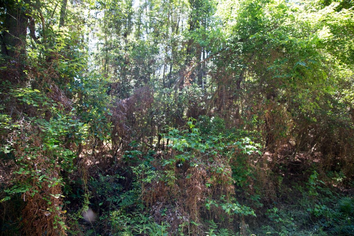 Rayburn Country Tract 22 photo 5