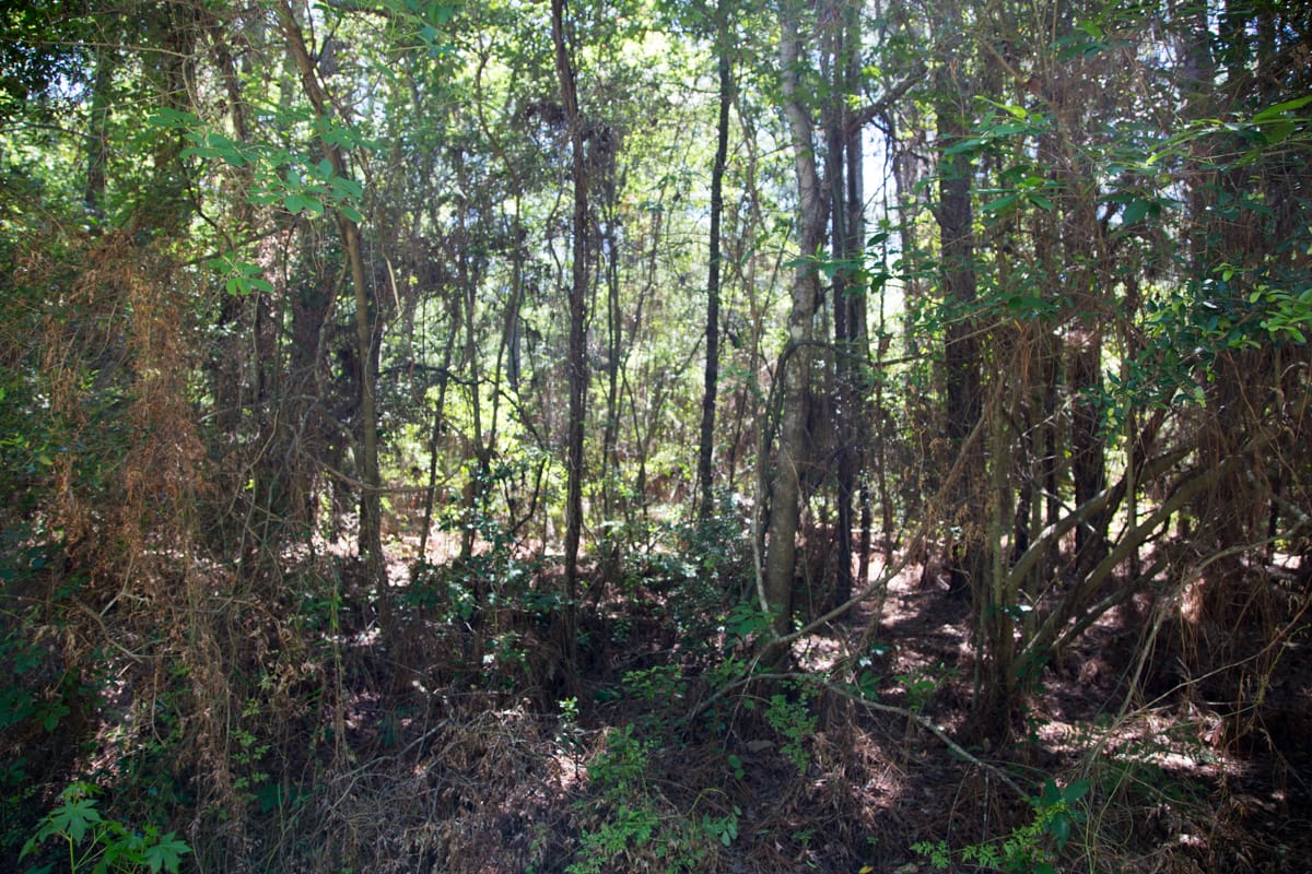 Rayburn Country Tract 22 photo 6