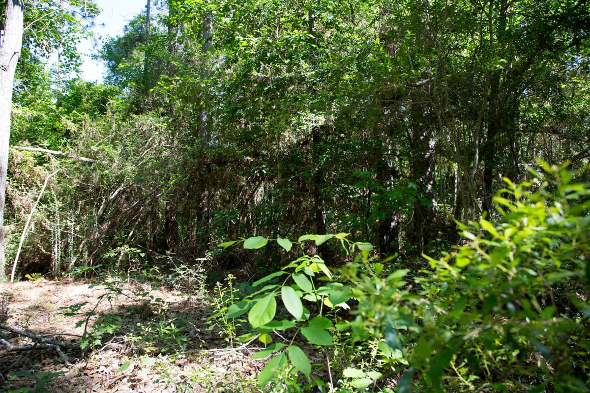 Rayburn Country Tract 22 photo 7
