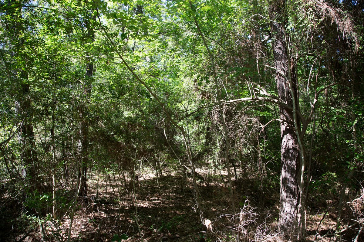 Rayburn Country Tract 22 photo 8
