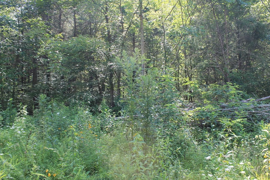 Cumberland Ridge Ranch Tract 6 photo 3