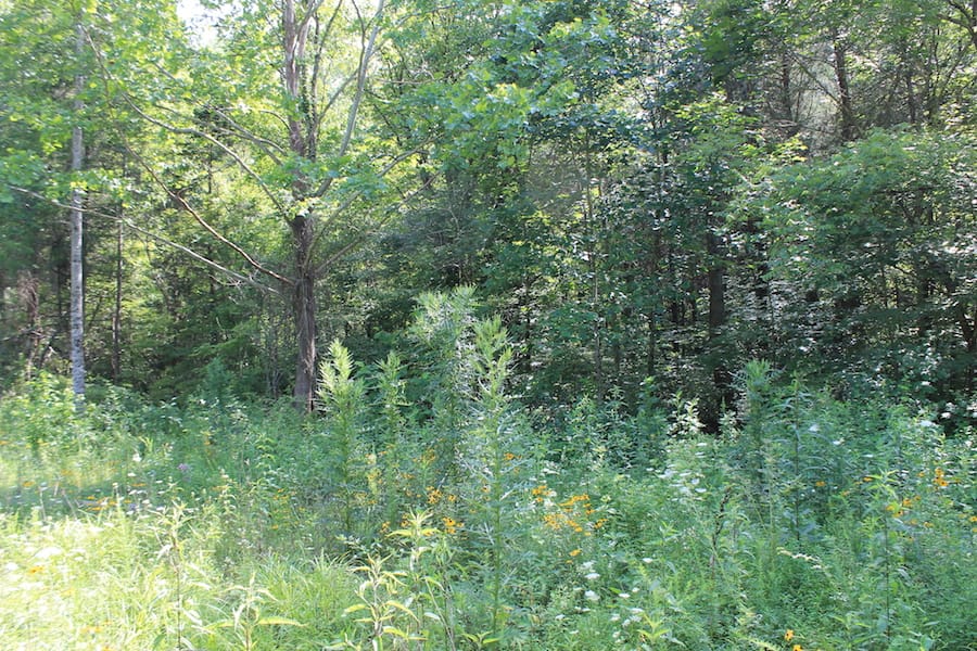 Cumberland Ridge Ranch Tract 6 photo 4