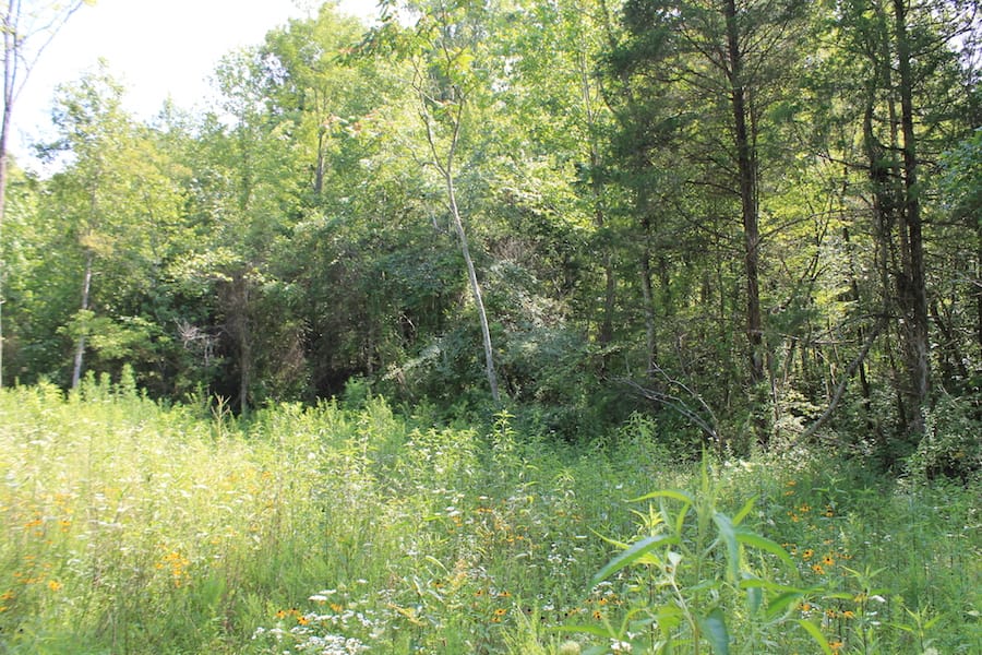 Cumberland Ridge Ranch Tract 6 photo 6