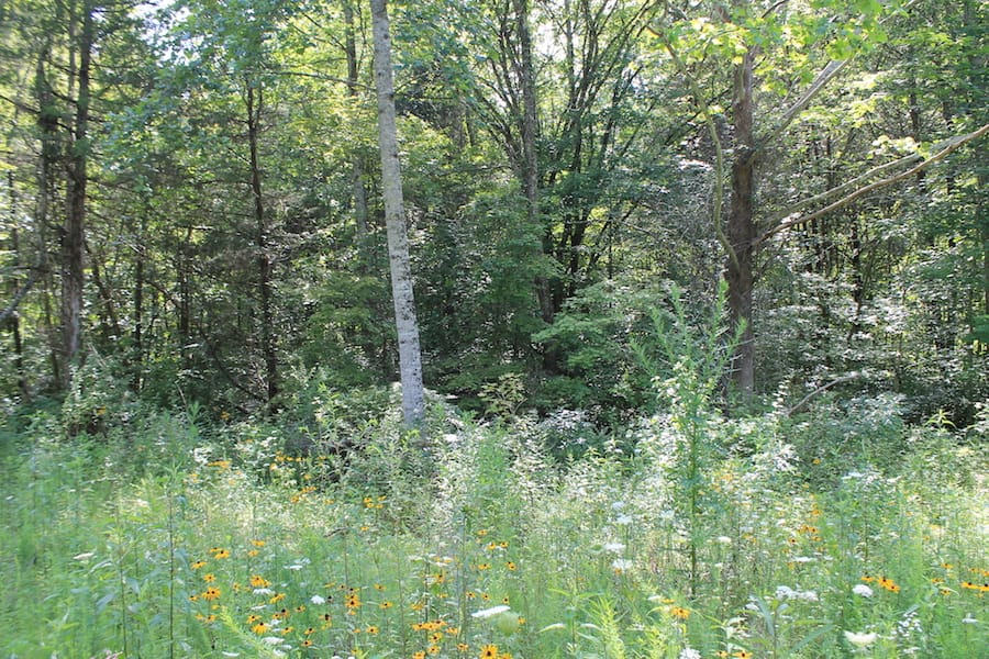 Cumberland Ridge Ranch Tract 6 photo 7
