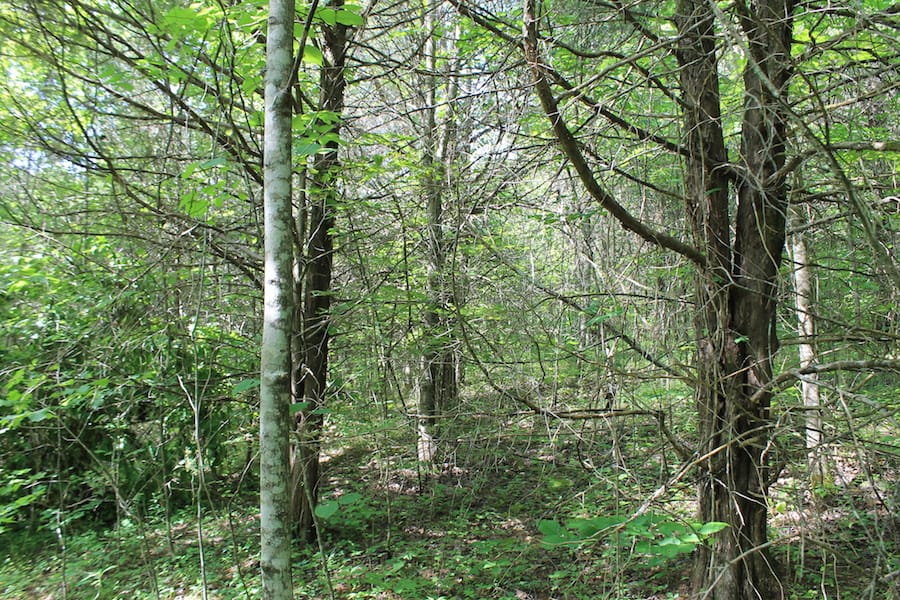 Cumberland Ridge Ranch Tract 6 photo 9