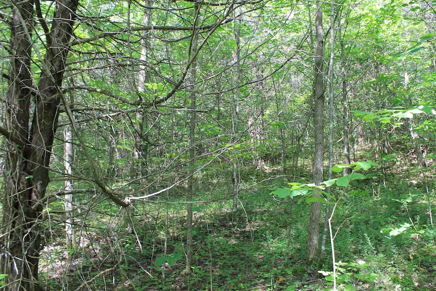 Cumberland Ridge Ranch Tract 6 photo 10