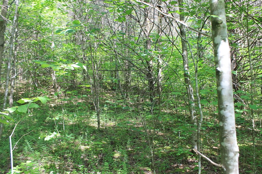 Cumberland Ridge Ranch Tract 6 photo 11
