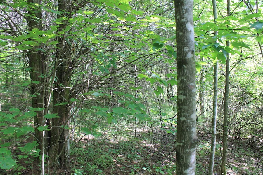 Cumberland Ridge Ranch Tract 6 photo 12