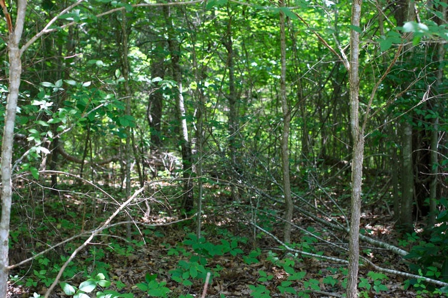 Bluebird Ranch Tract 12 photo 5