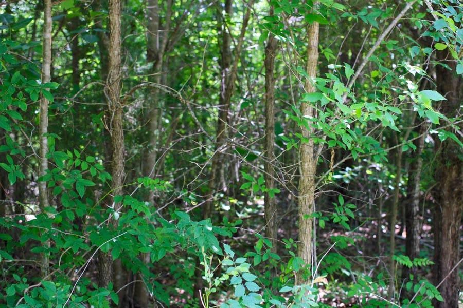 Bluebird Ranch Tract 12 photo 3