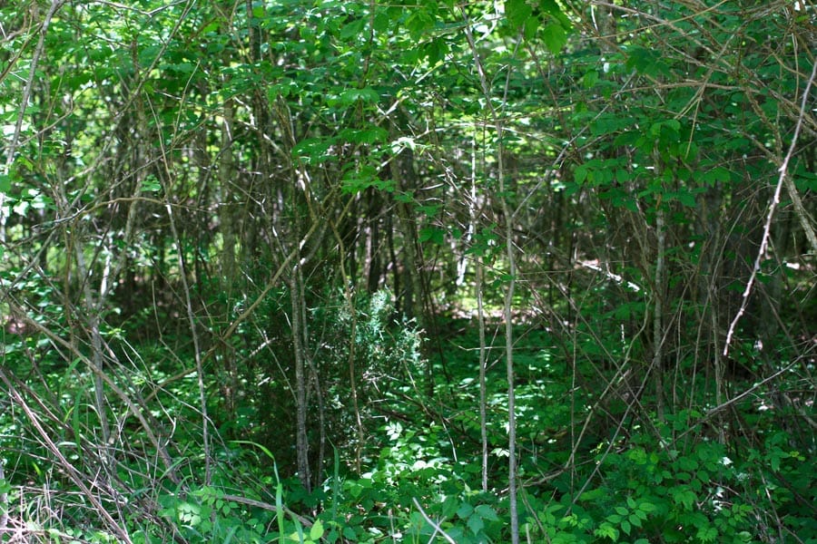 Bluebird Ranch Tract 12 photo 4