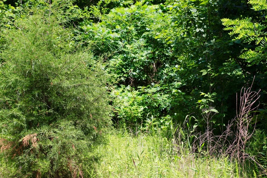 Bluebird Ranch Tract 12 photo 9