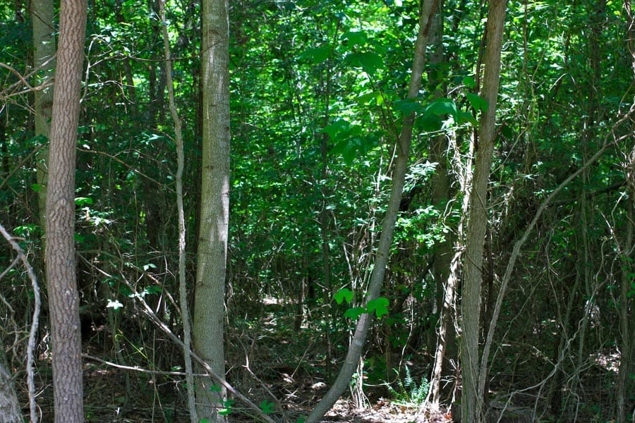 Bluebird Ranch Tract 12 photo 13