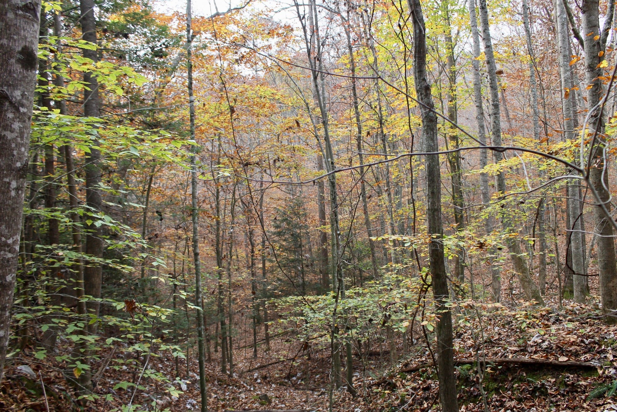 Autumn Ridge Tract 9 photo 2
