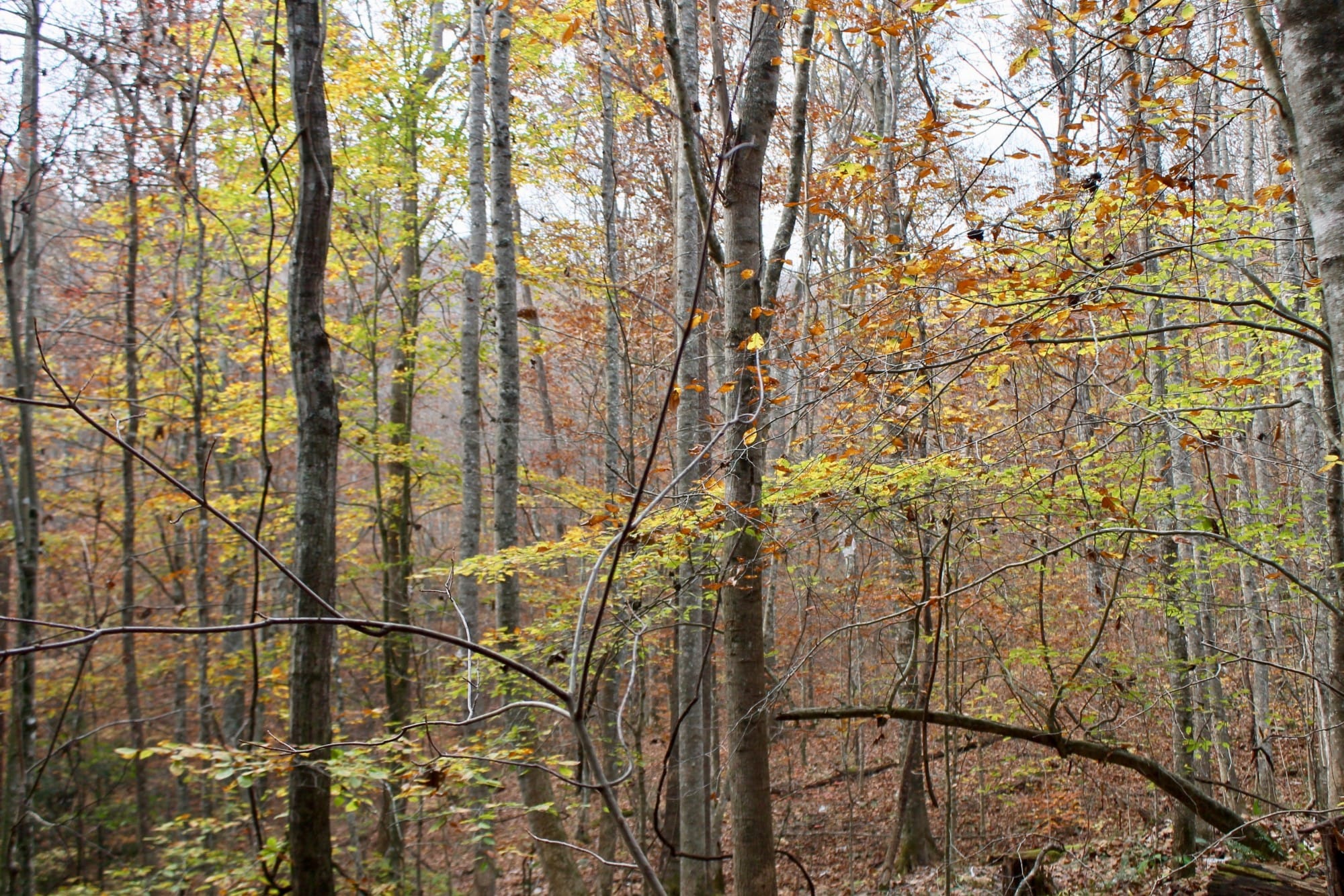 Autumn Ridge Tract 9 photo 4