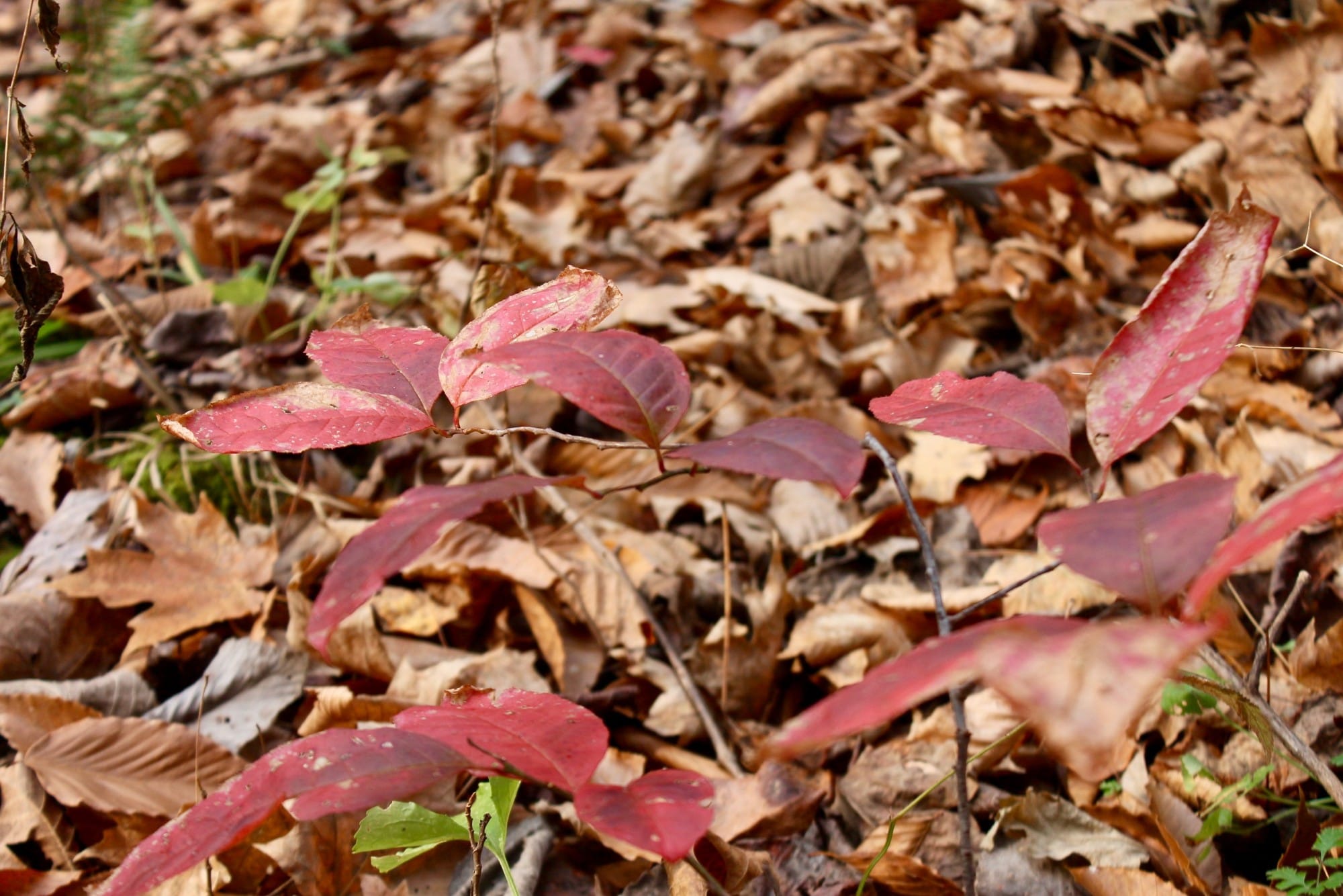 Autumn Ridge Tract 9 photo 6