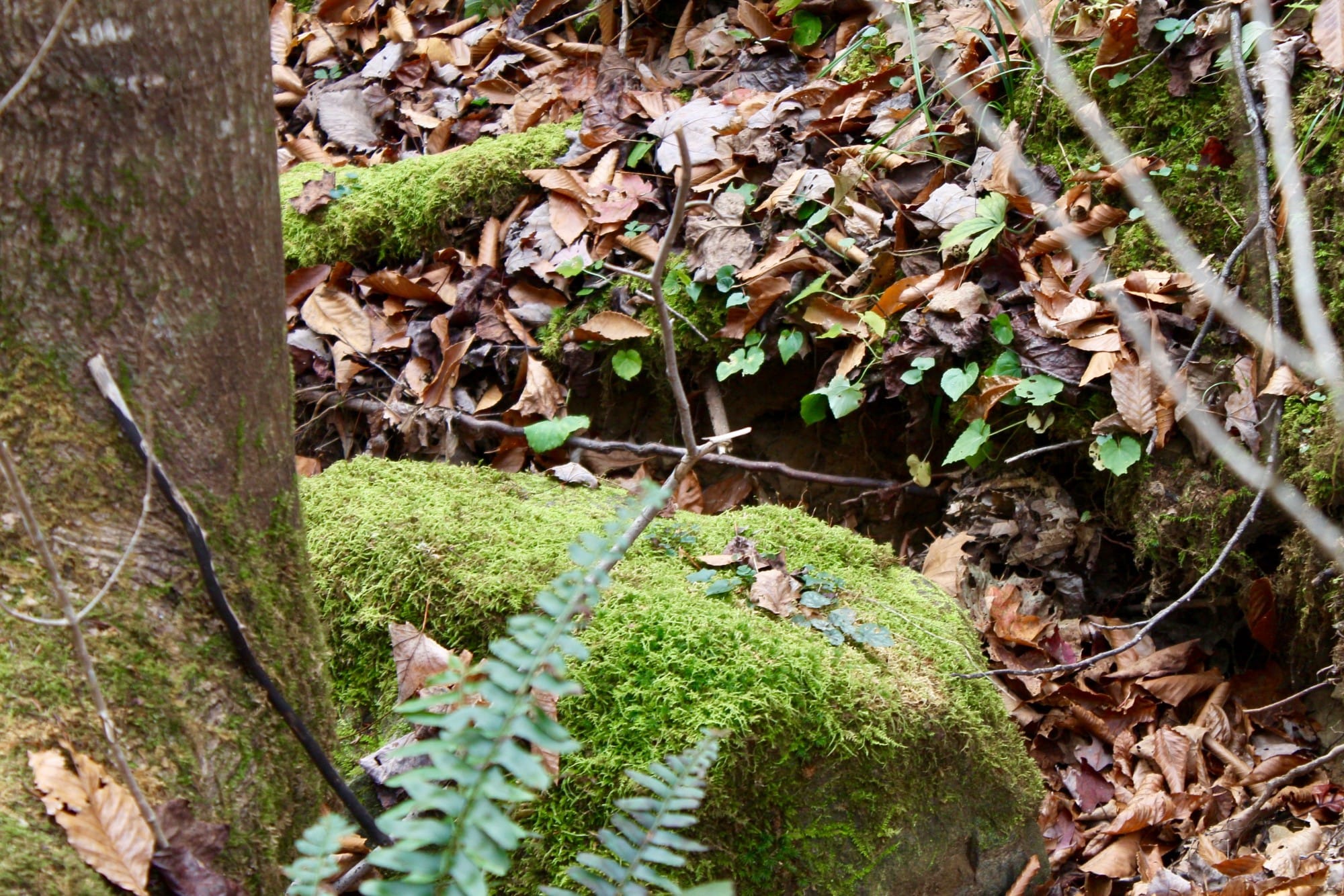 Autumn Ridge Tract 9 photo 7