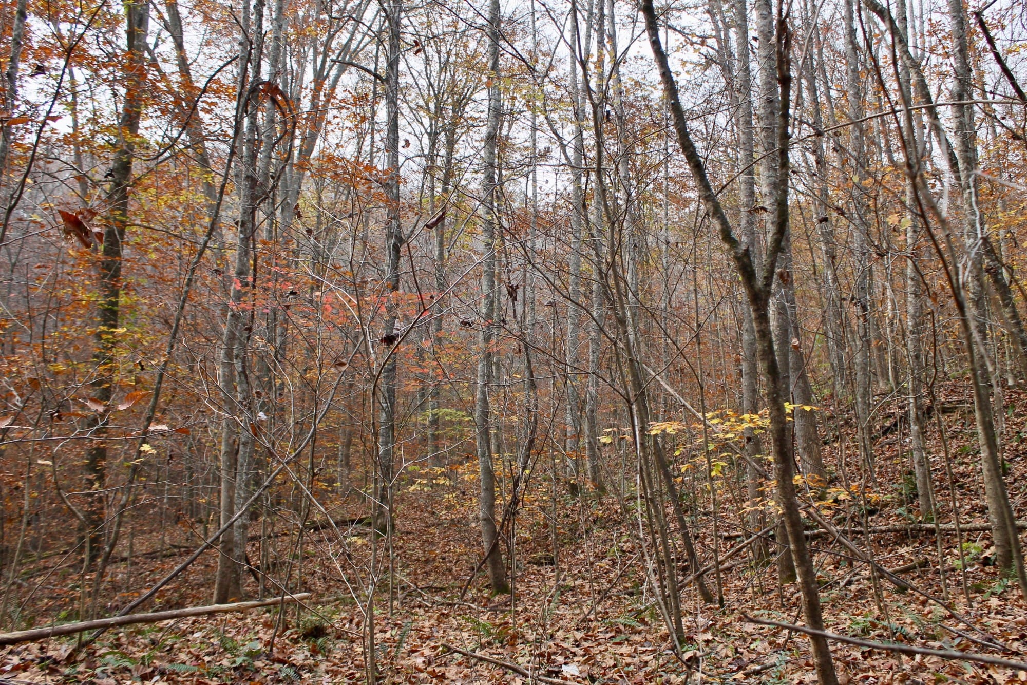 Autumn Ridge Tract 9 photo 8