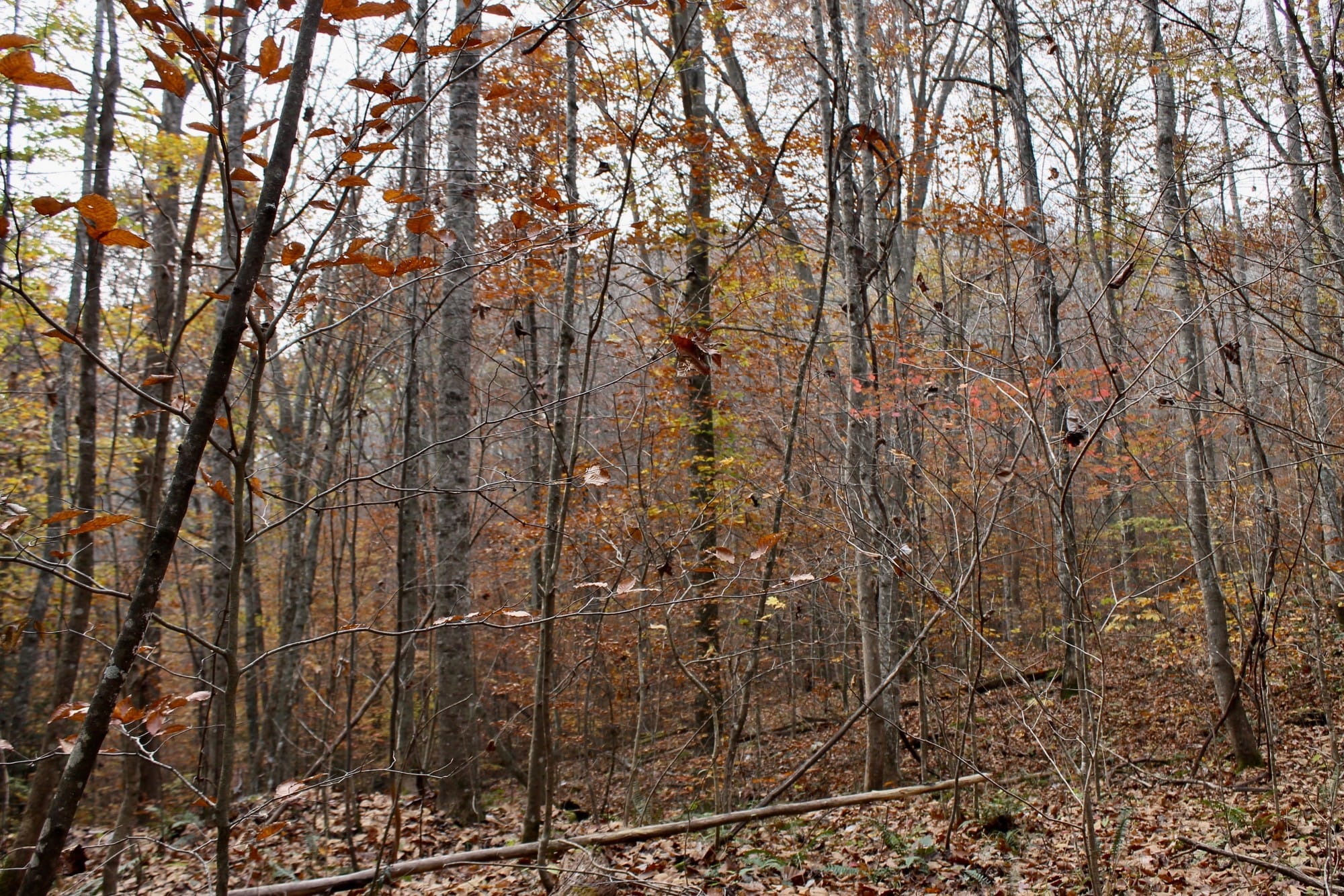 Autumn Ridge Tract 9 photo 9