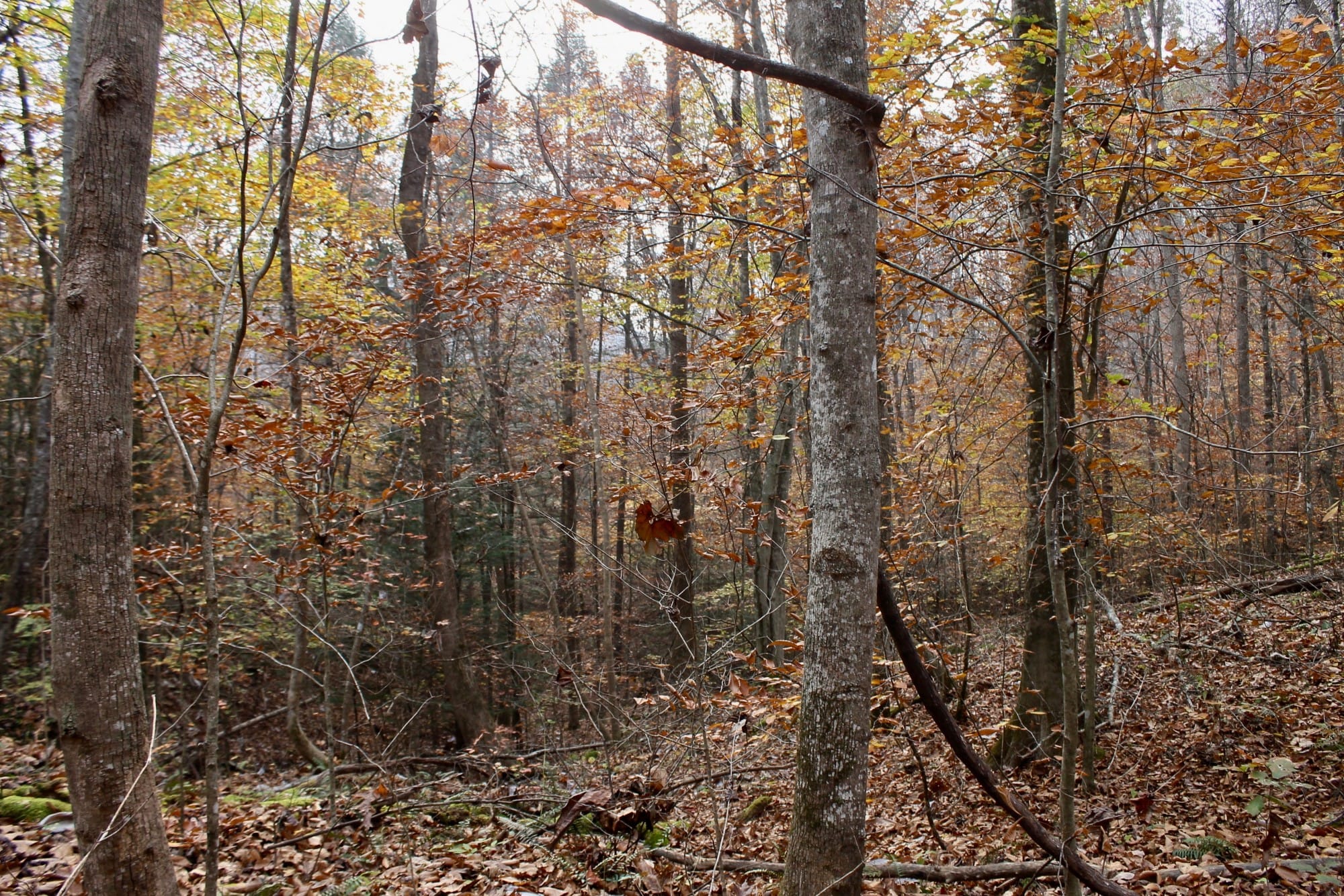 Autumn Ridge Tract 9 photo 10
