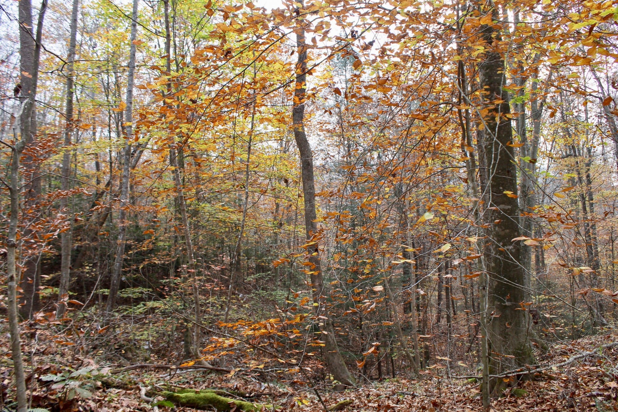 Autumn Ridge Tract 9 photo 11