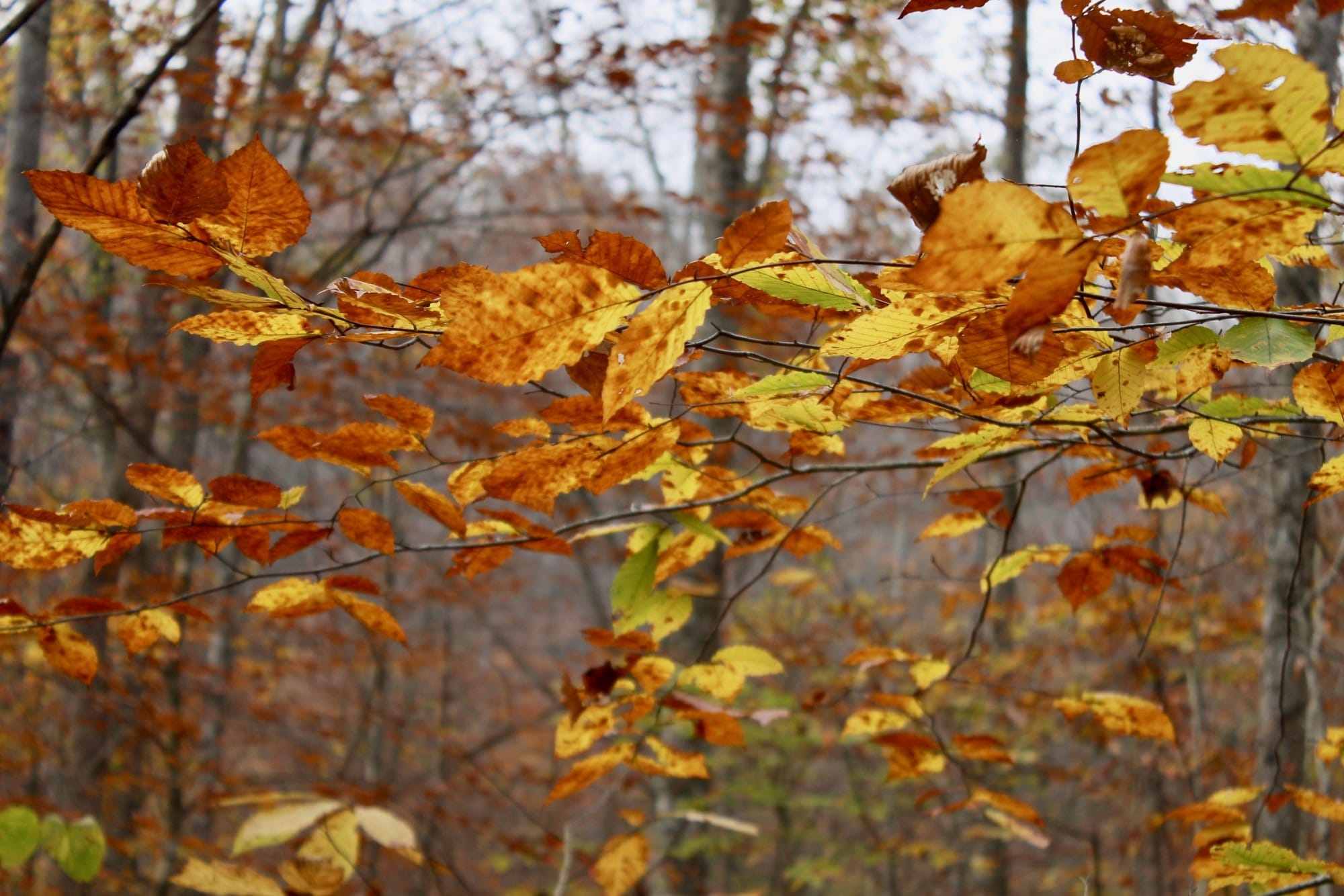 Autumn Ridge Tract 9 photo 12