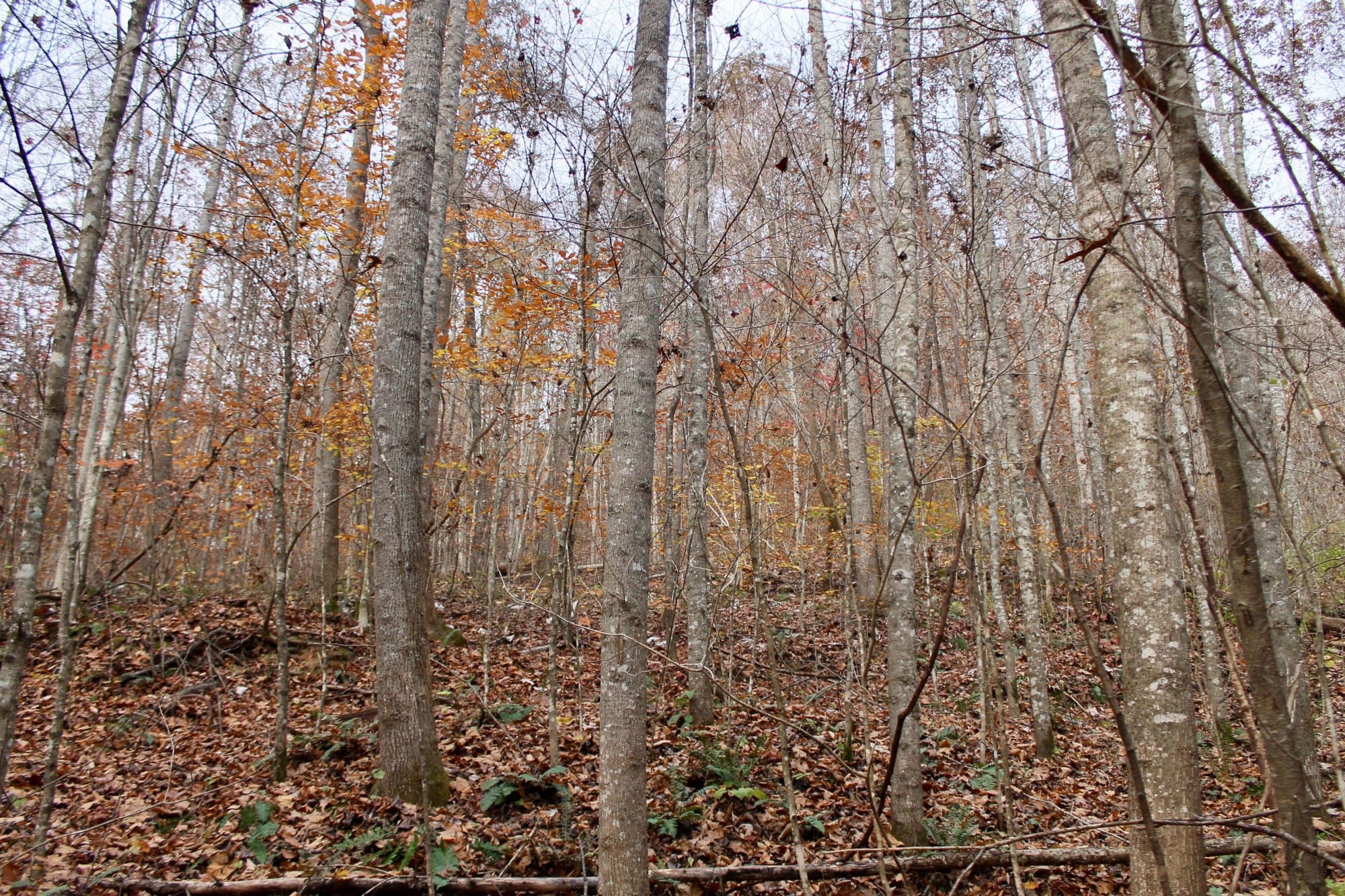 Autumn Ridge Tract 9 photo 13