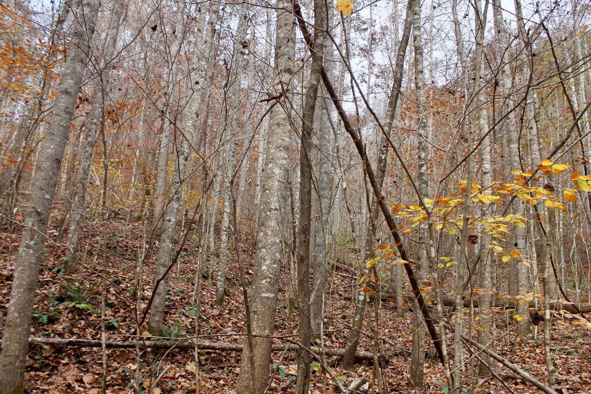 Autumn Ridge Tract 9 photo 14
