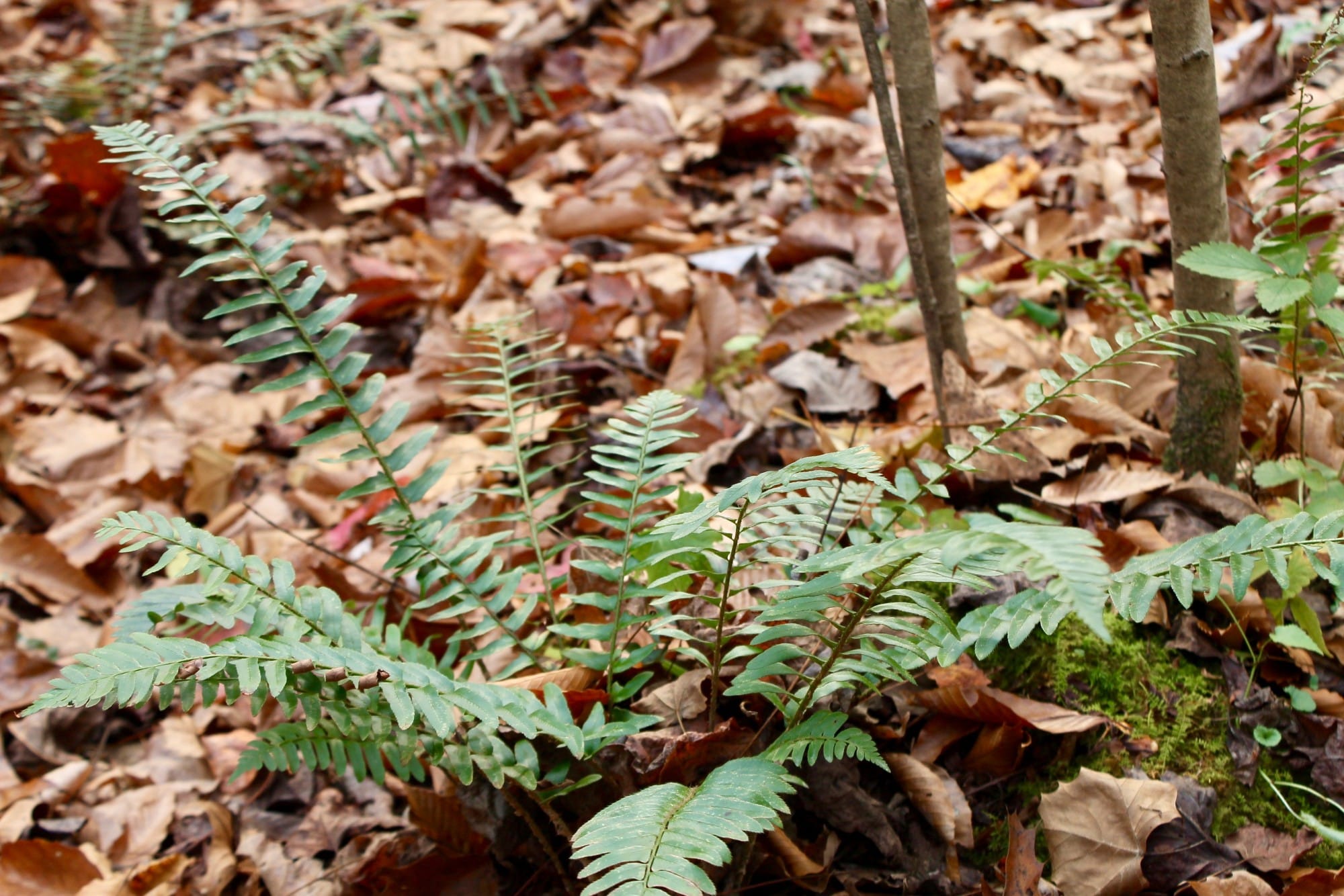 Autumn Ridge Tract 9 photo 15
