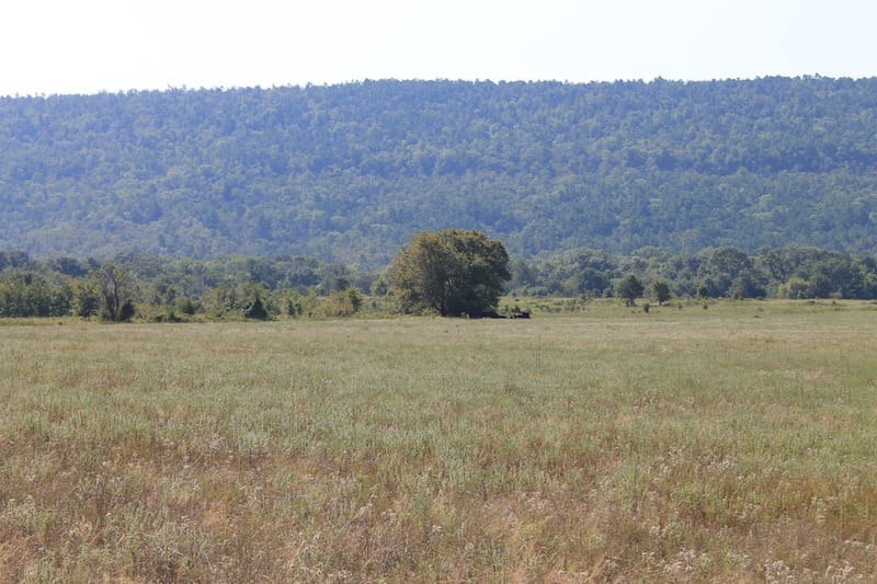 Daisy Meadows Tract 27 photo 7