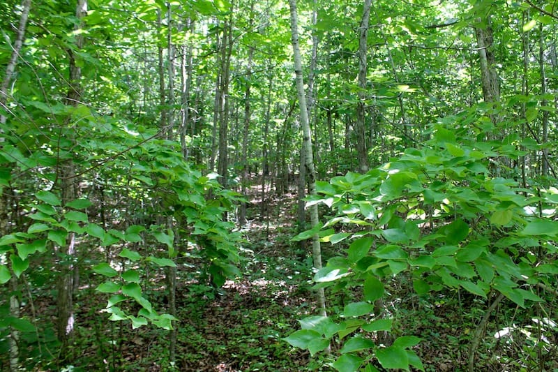 Green Mountain Ranch Tract 27 photo 2