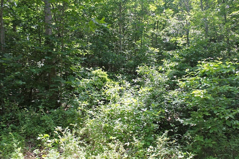 Green Mountain Ranch Tract 27 photo 5