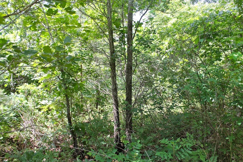 Green Mountain Ranch Tract 27 photo 6