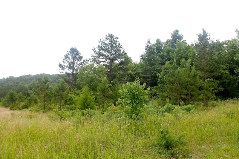 Green Mountain Ranch Tract 27 photo 9