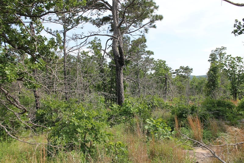 Indian Ridge – Phase II Tract 51 photo 4