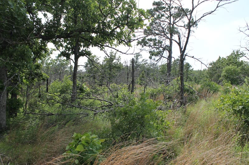 Indian Ridge – Phase II Tract 51 photo 5