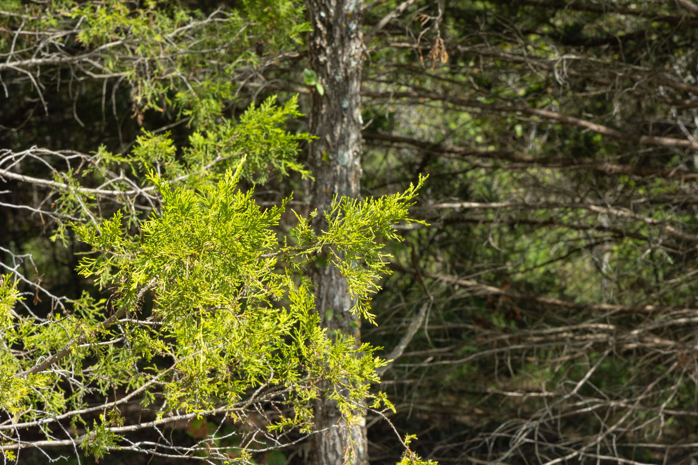 Reserves At Cattail Cove Phase II Tract 67 photo 5